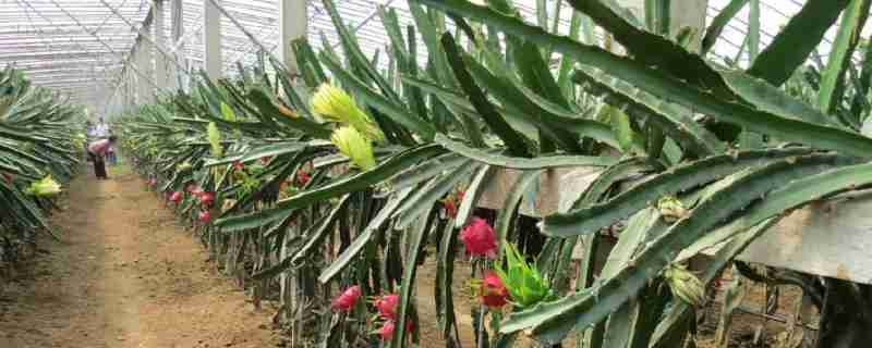 火龙果北方大棚种植技术(火龙果北方大棚种植时间)